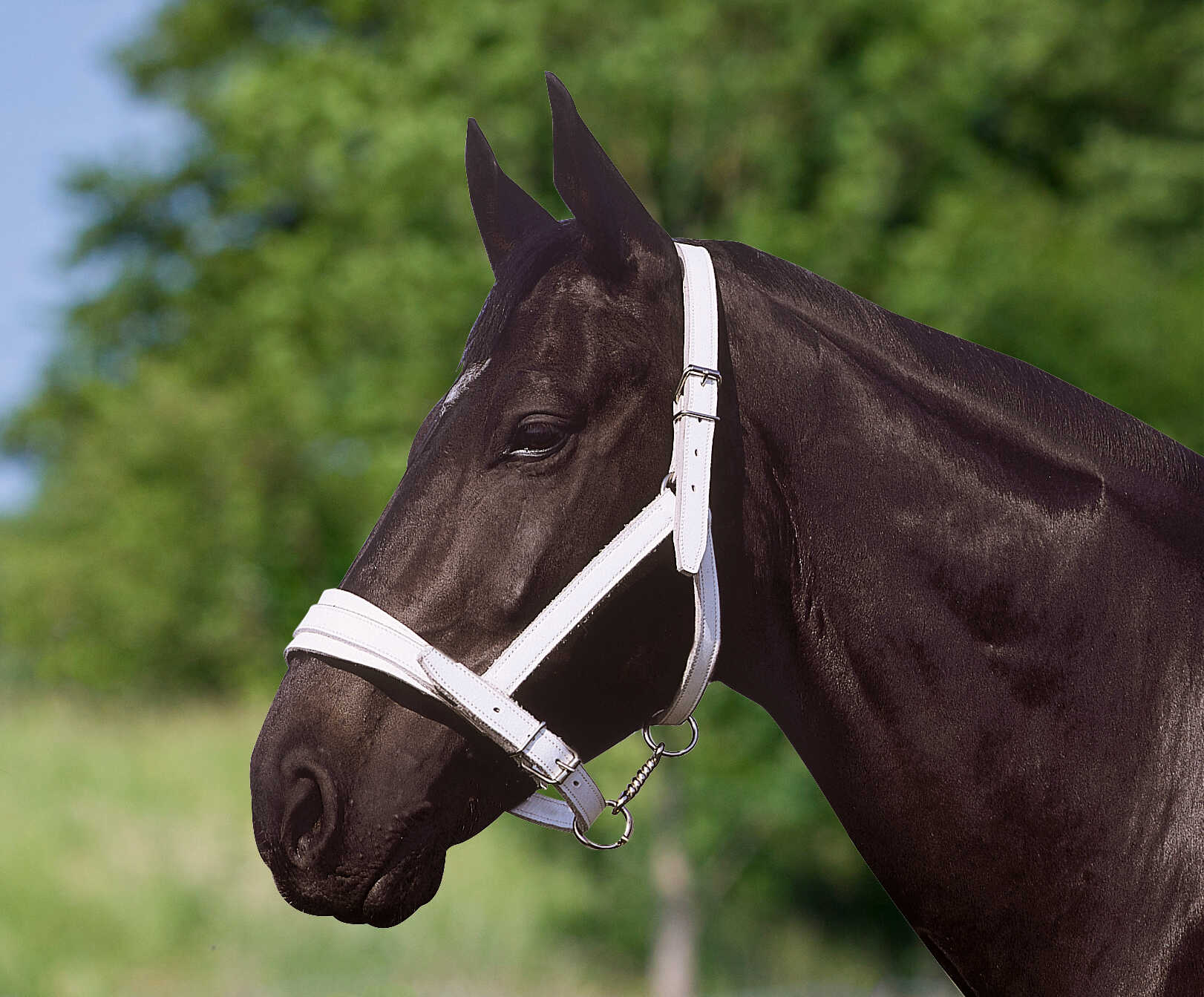 NORTON CLUB Chrome leather headcollar
