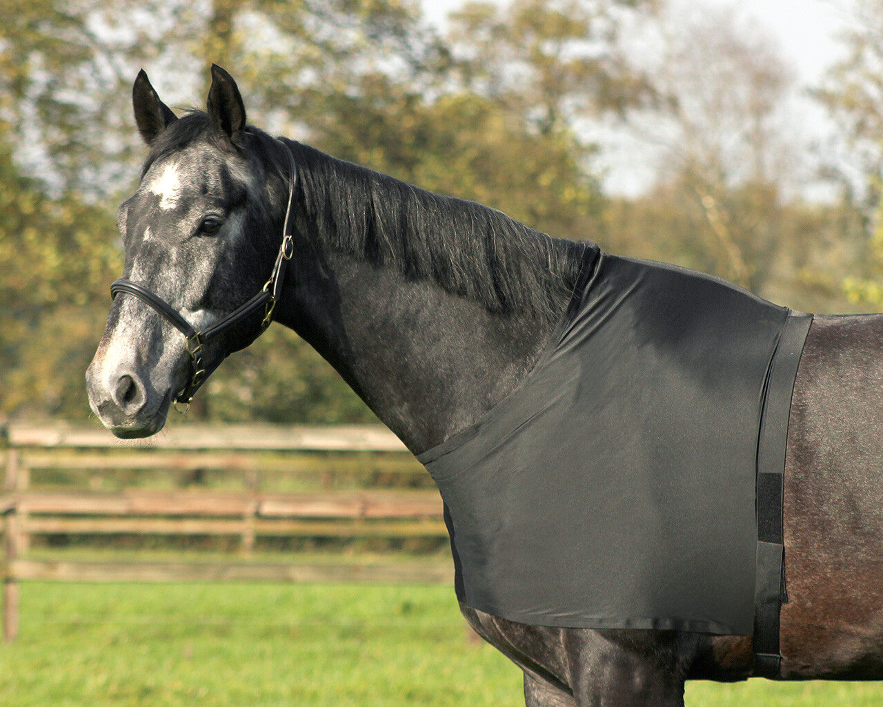 Chestprotector elastic