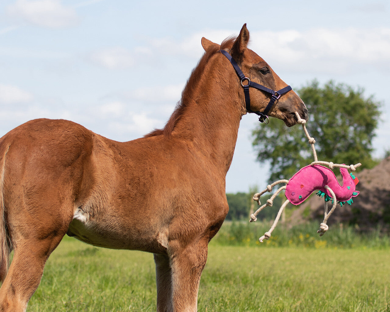 Horse toy