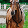NORTON Ethological Collar