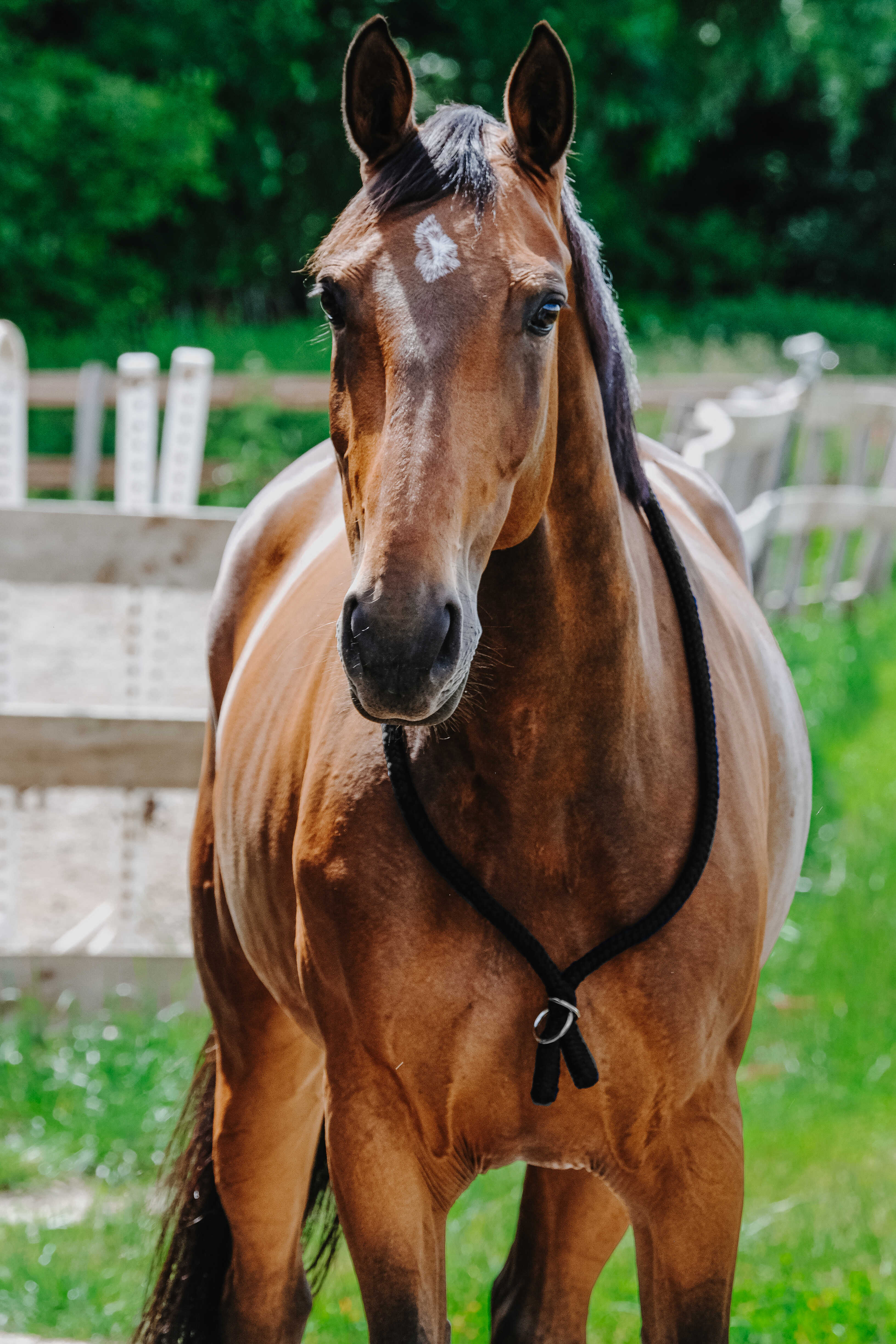 NORTON Ethological Collar