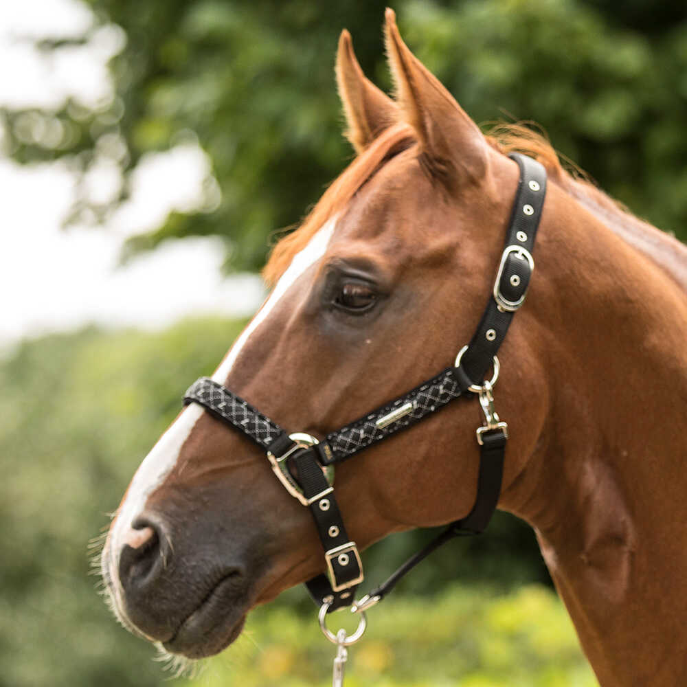 LAMI-CELL Venus - Headcollar