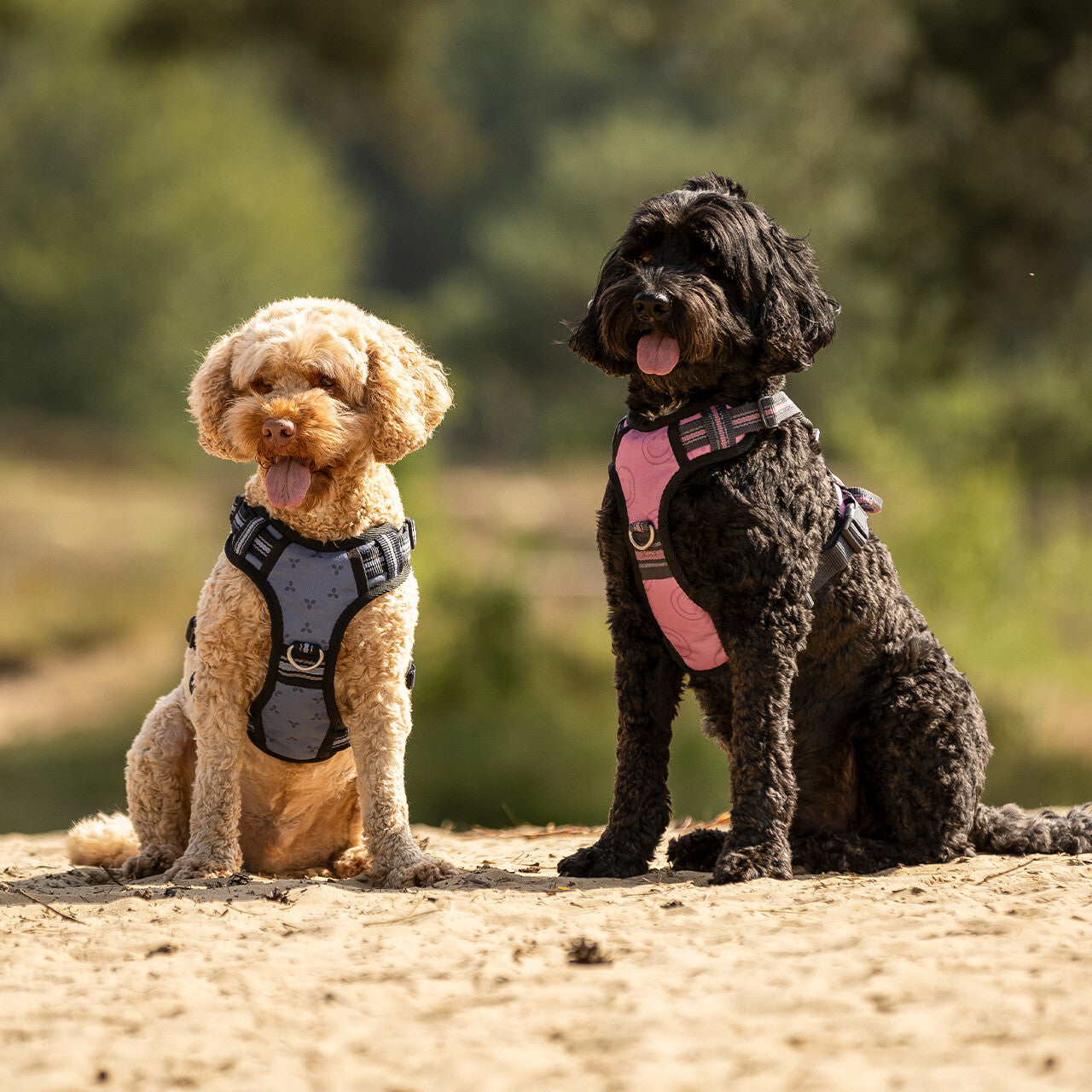 Dog harness collection