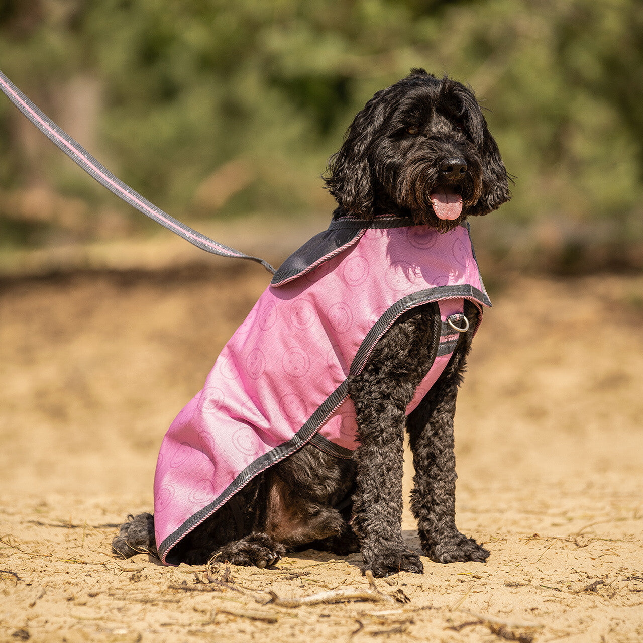 Dog harness collection