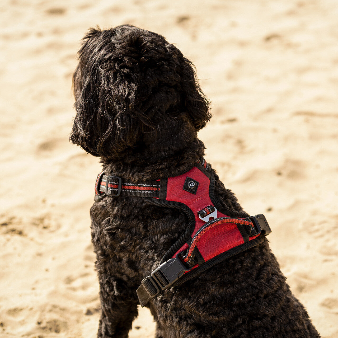 Dog harness collection