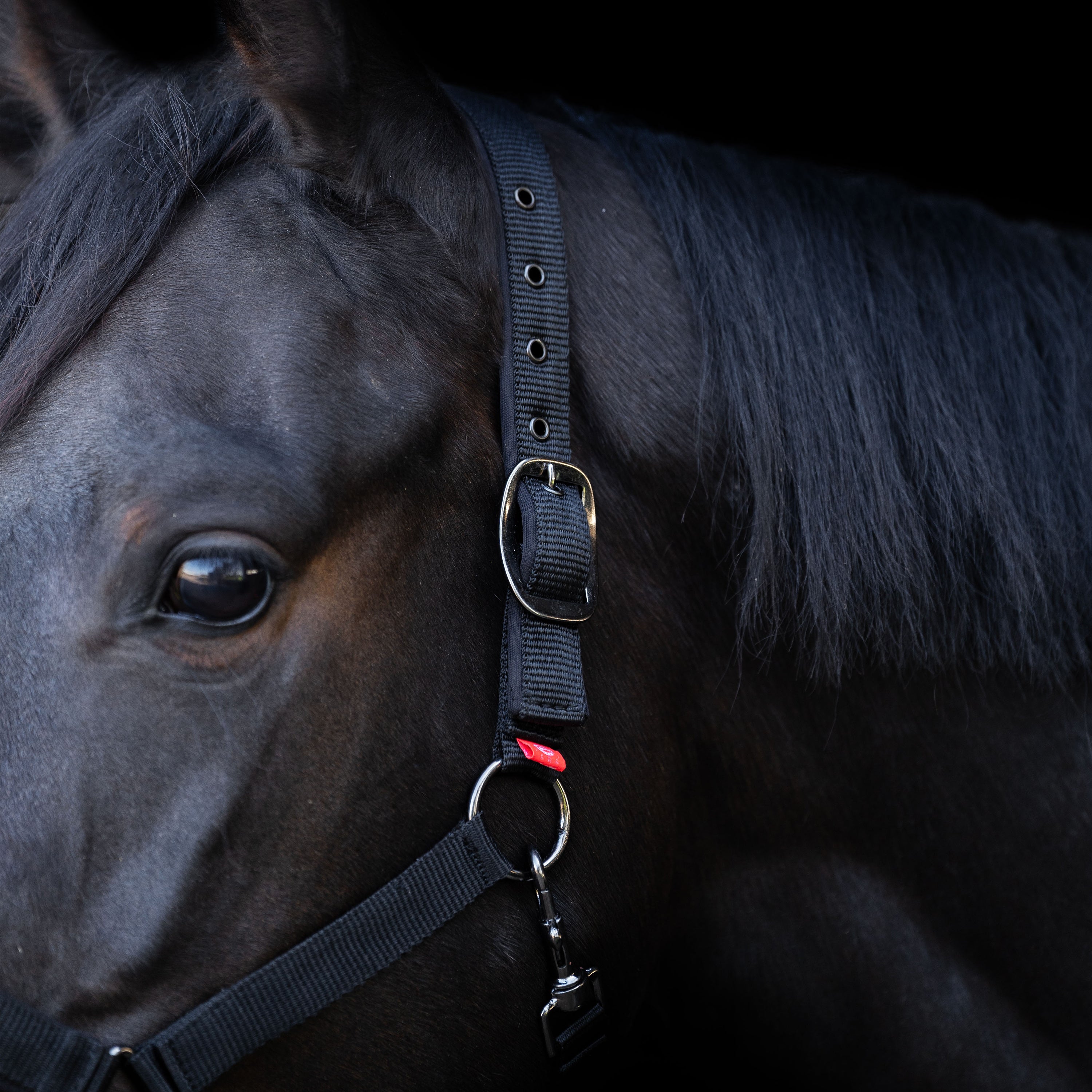 Headcollar Yearling IRH