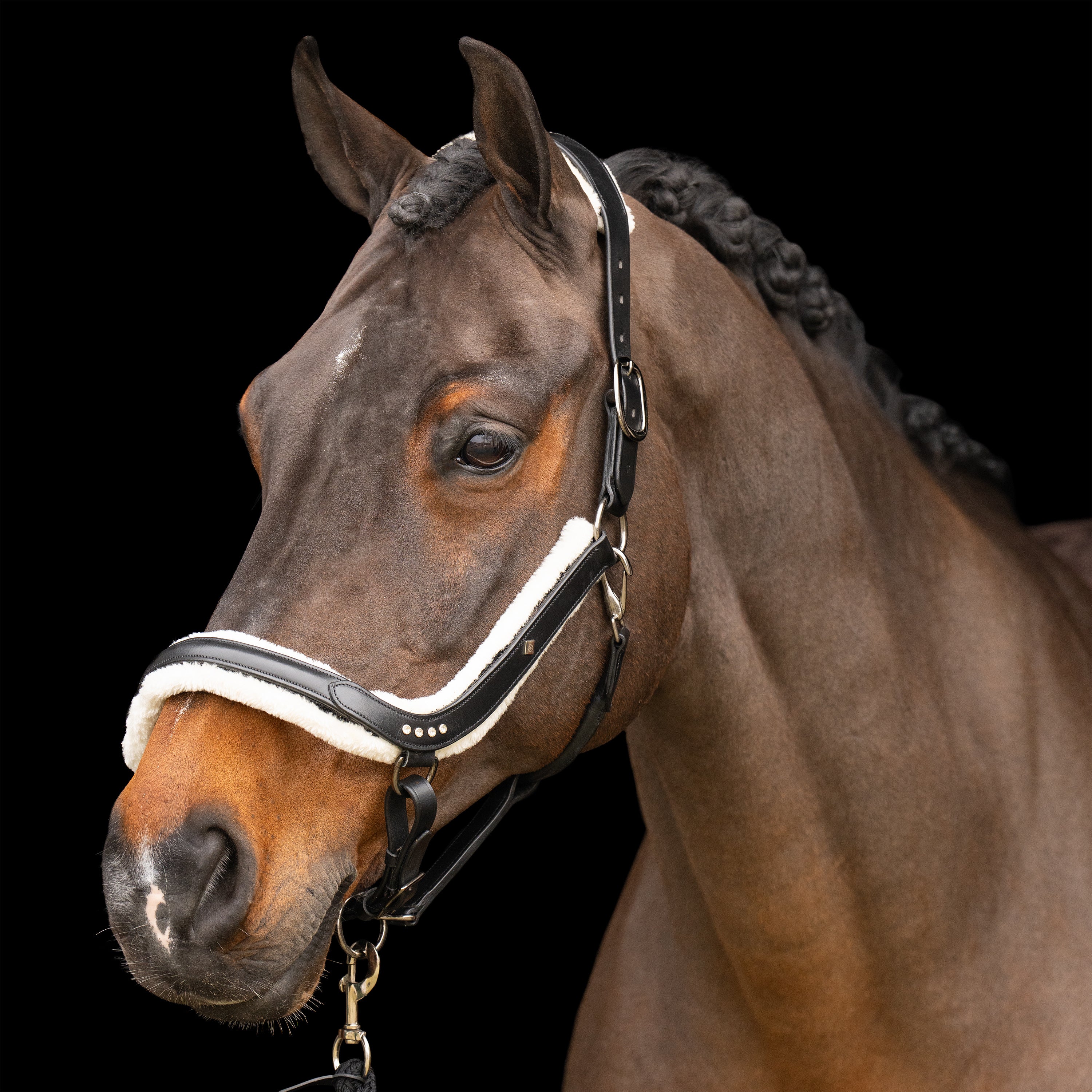 Headcollar IRHLuxury