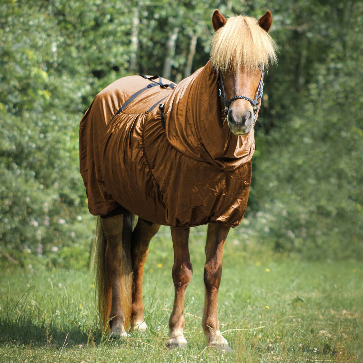 Eczema rug Icelandic