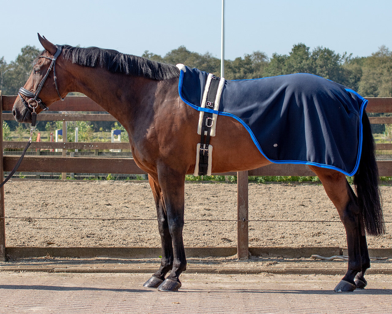 lunging rug florence