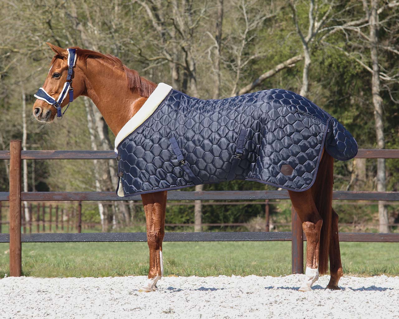 stable rug classy