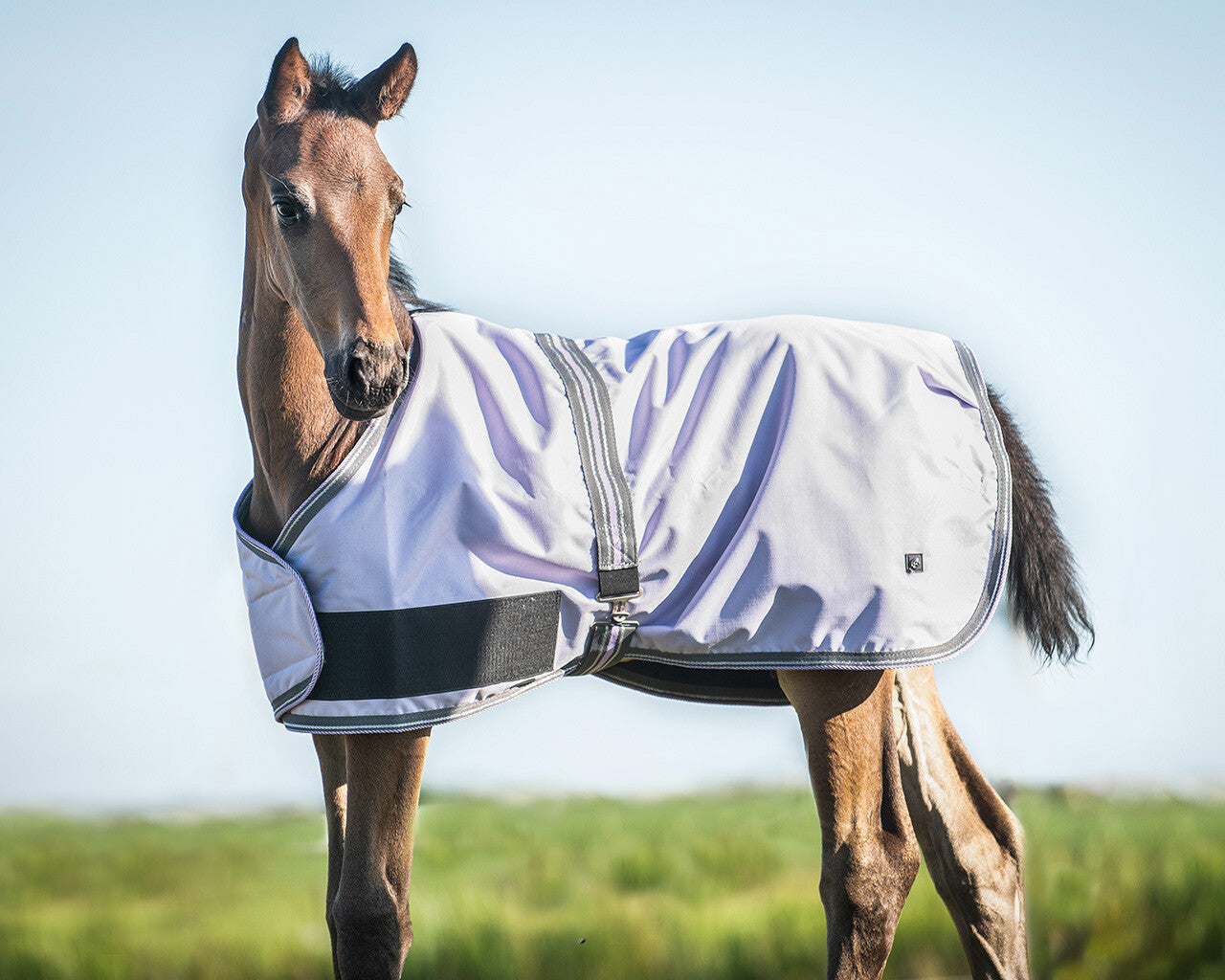 Foal rug turnout collection