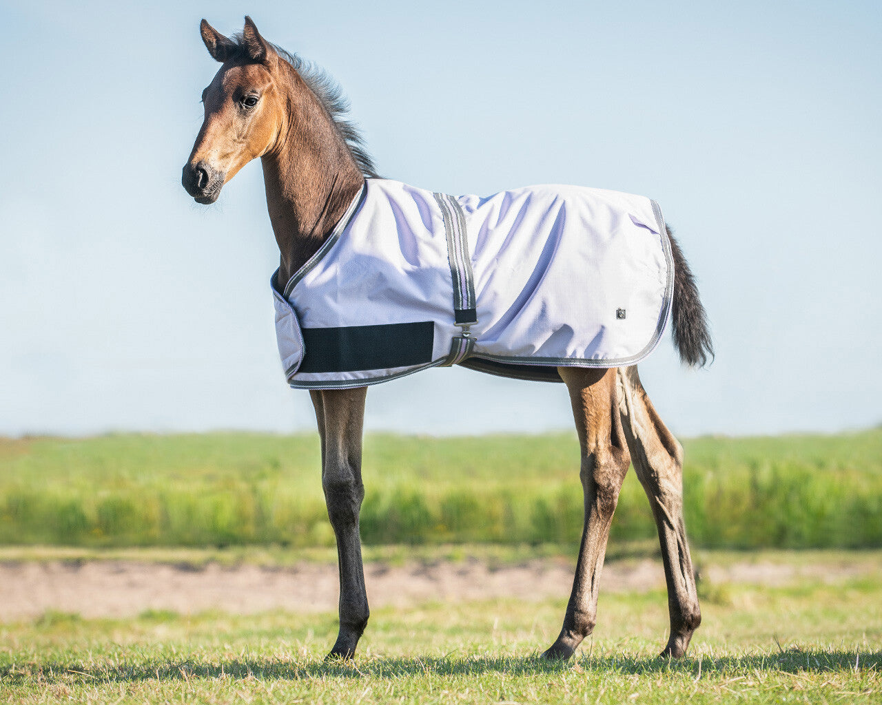Foal rug turnout collection