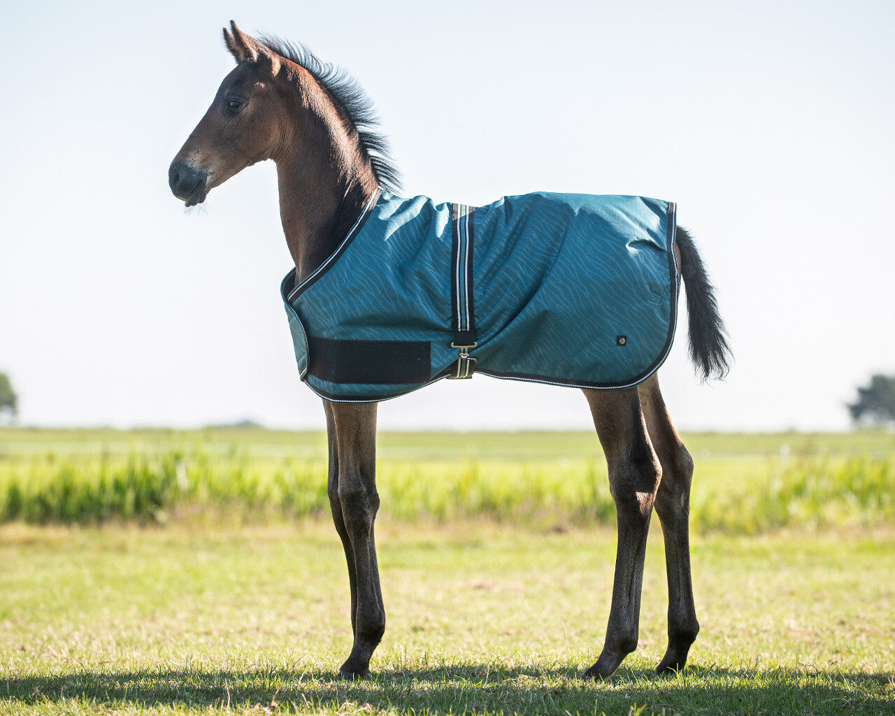 foal rug turnout collection