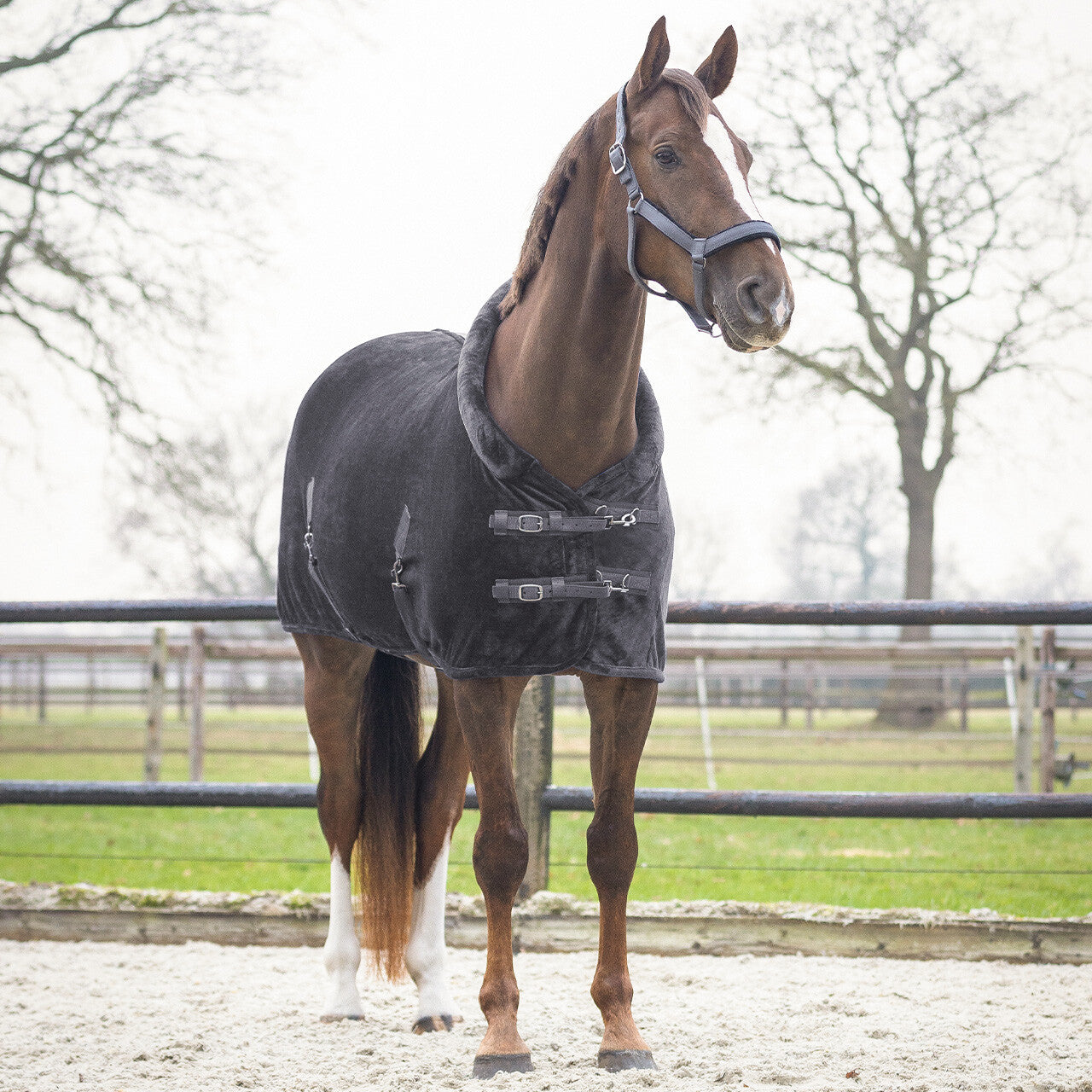 Show rug Sensisoft