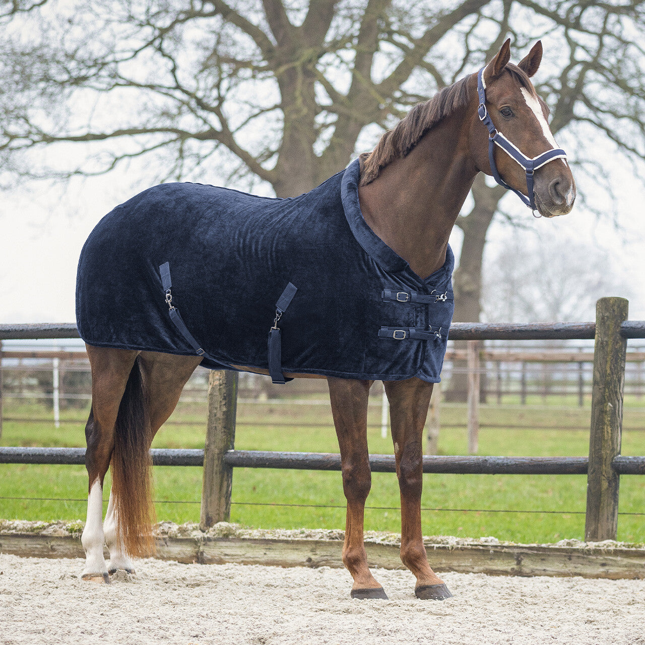 Show rug Sensisoft