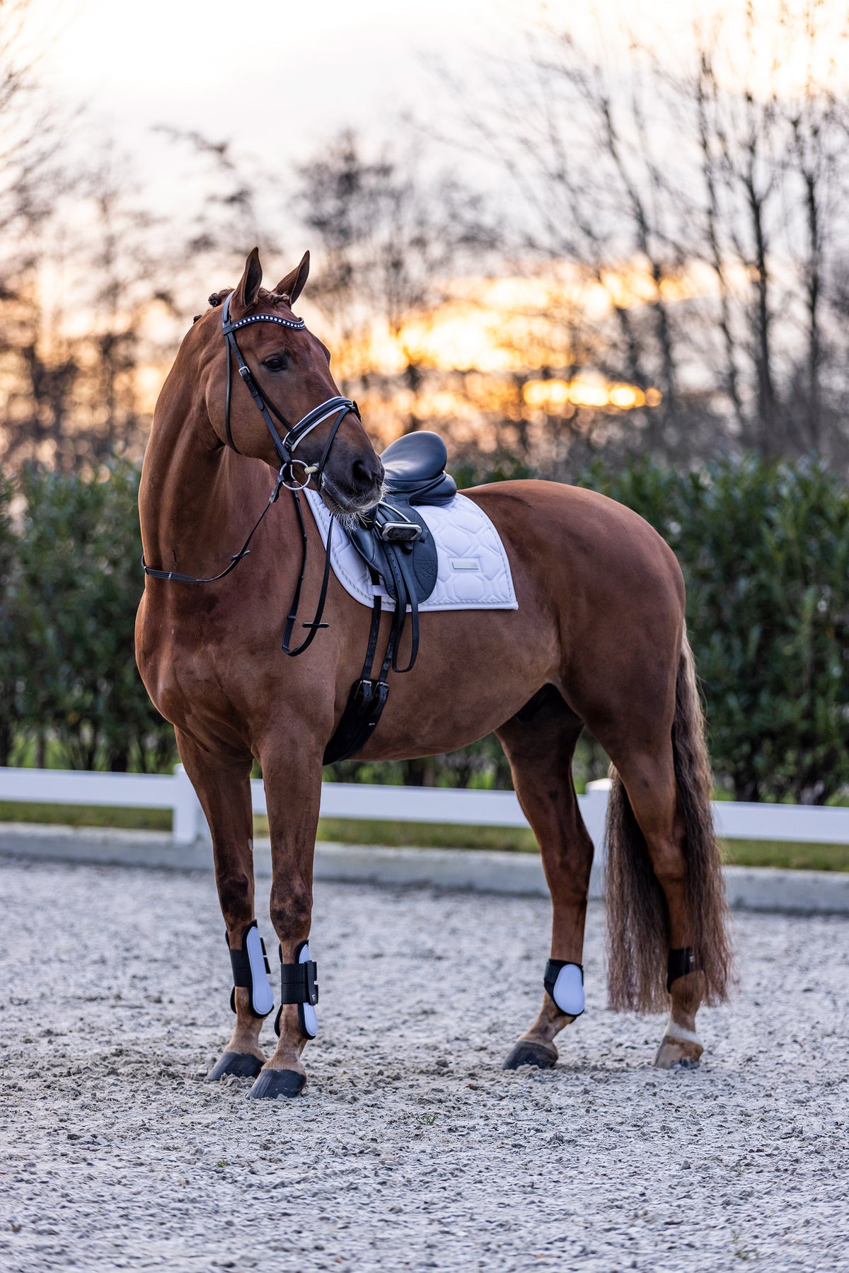 Tendon boots IRHLovely