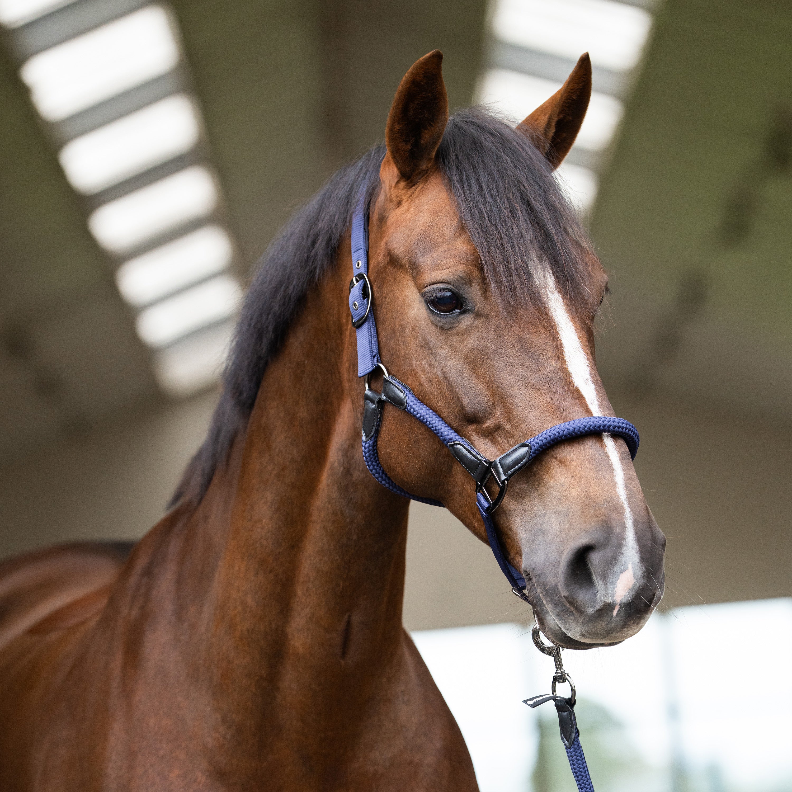 Headcollar IRHLaura