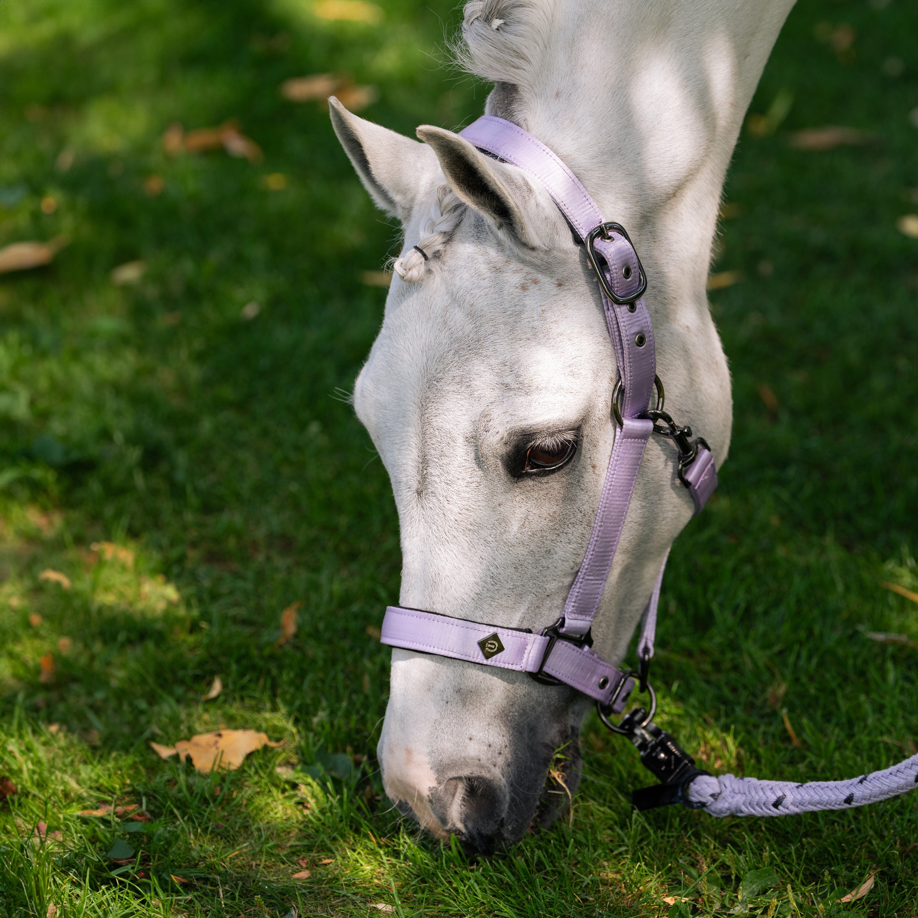 Headcollar IRHRebel