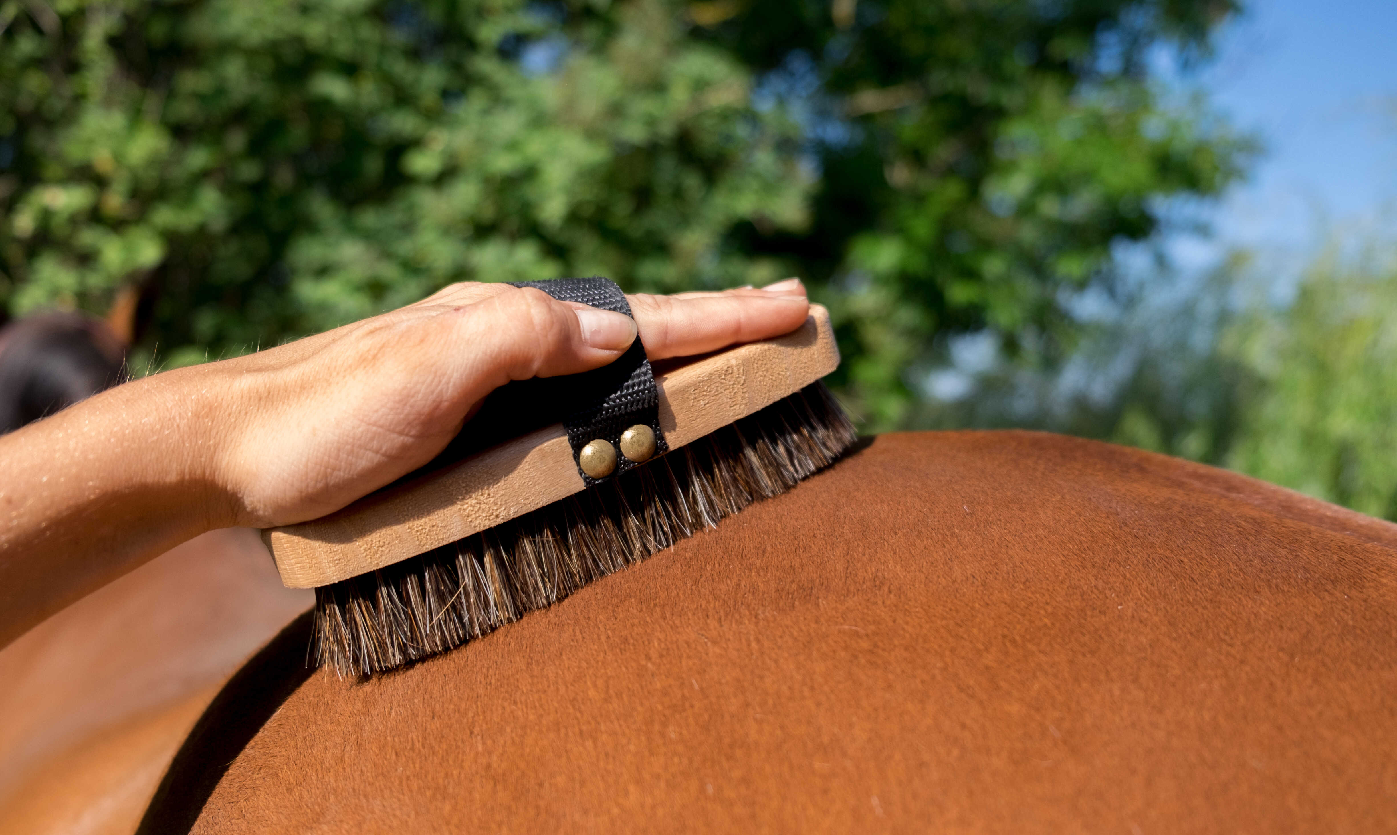 HIPPOTONIC Extra Soft Brush