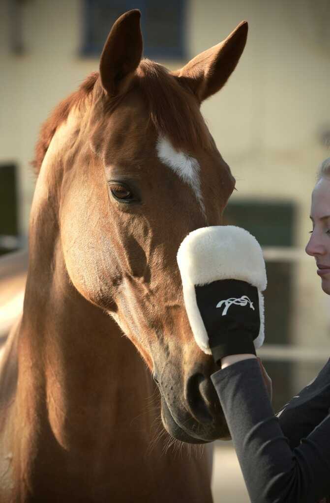 PENELOPE Grooming Glove