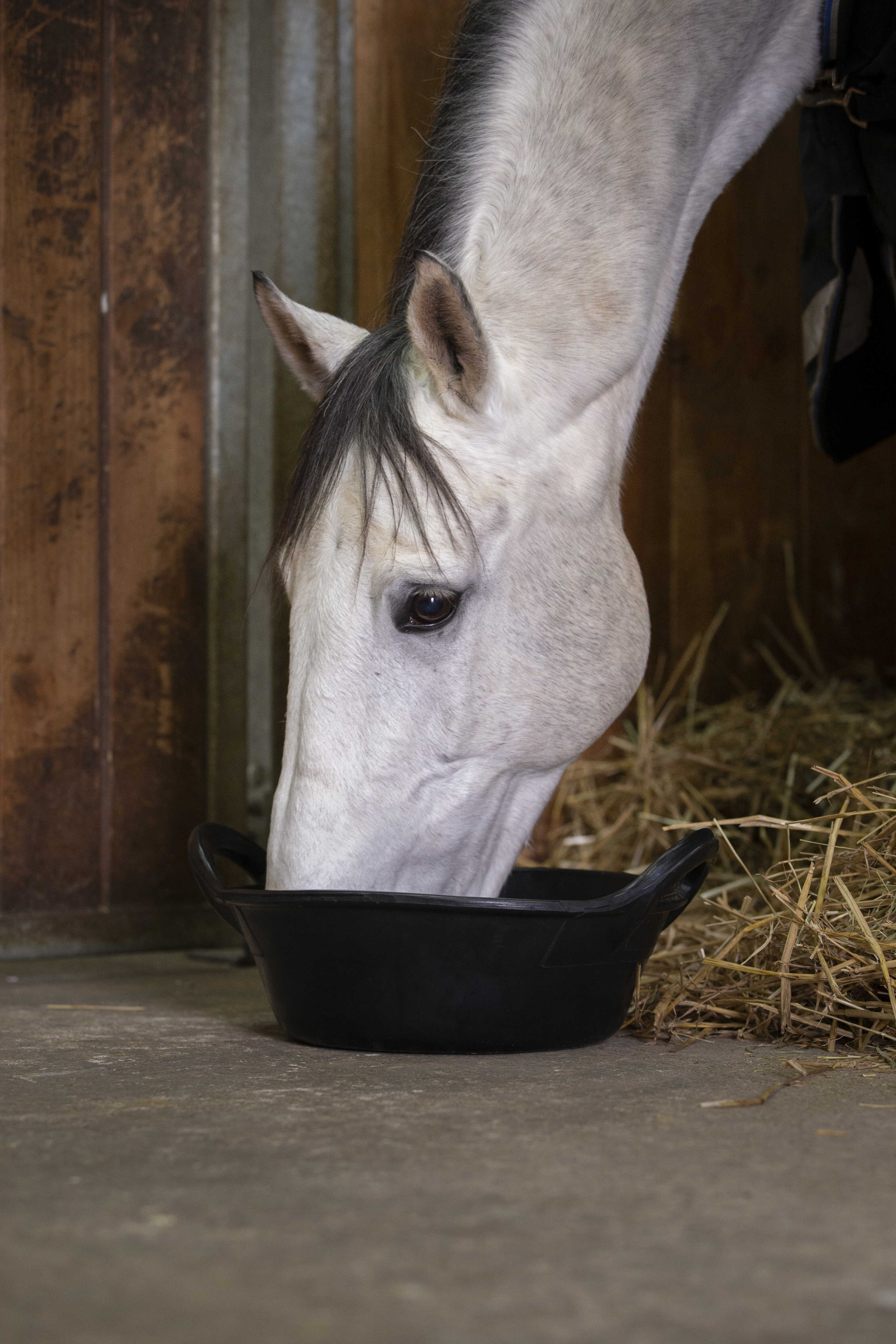 12L HIPPOTONIC flexible Food Bucket