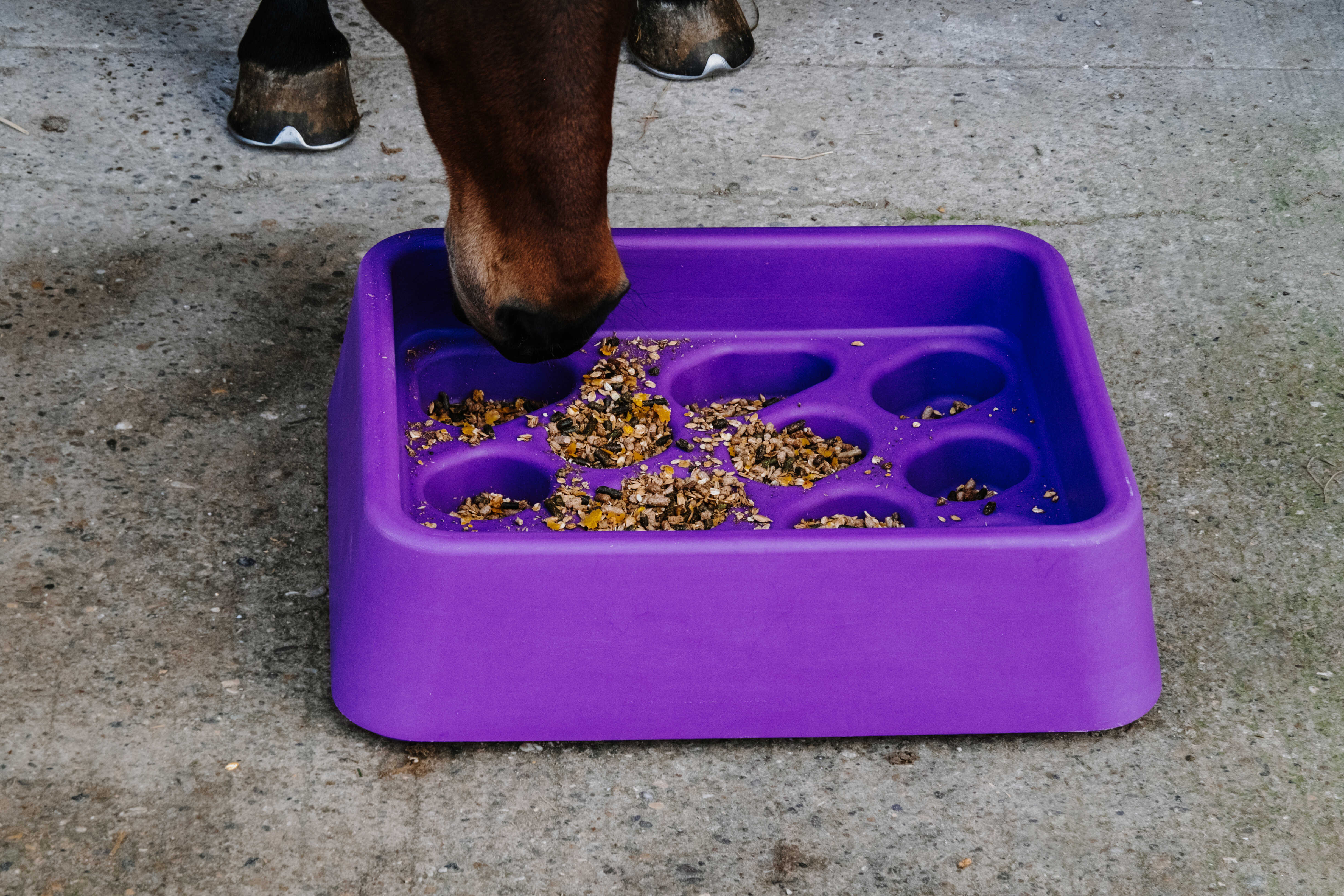 HIPPOTONIC Anti-gorging feeder
