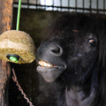 HIPPOTONIC Natural Hay Block