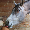 UNIKA Complementary Feed - Endurance