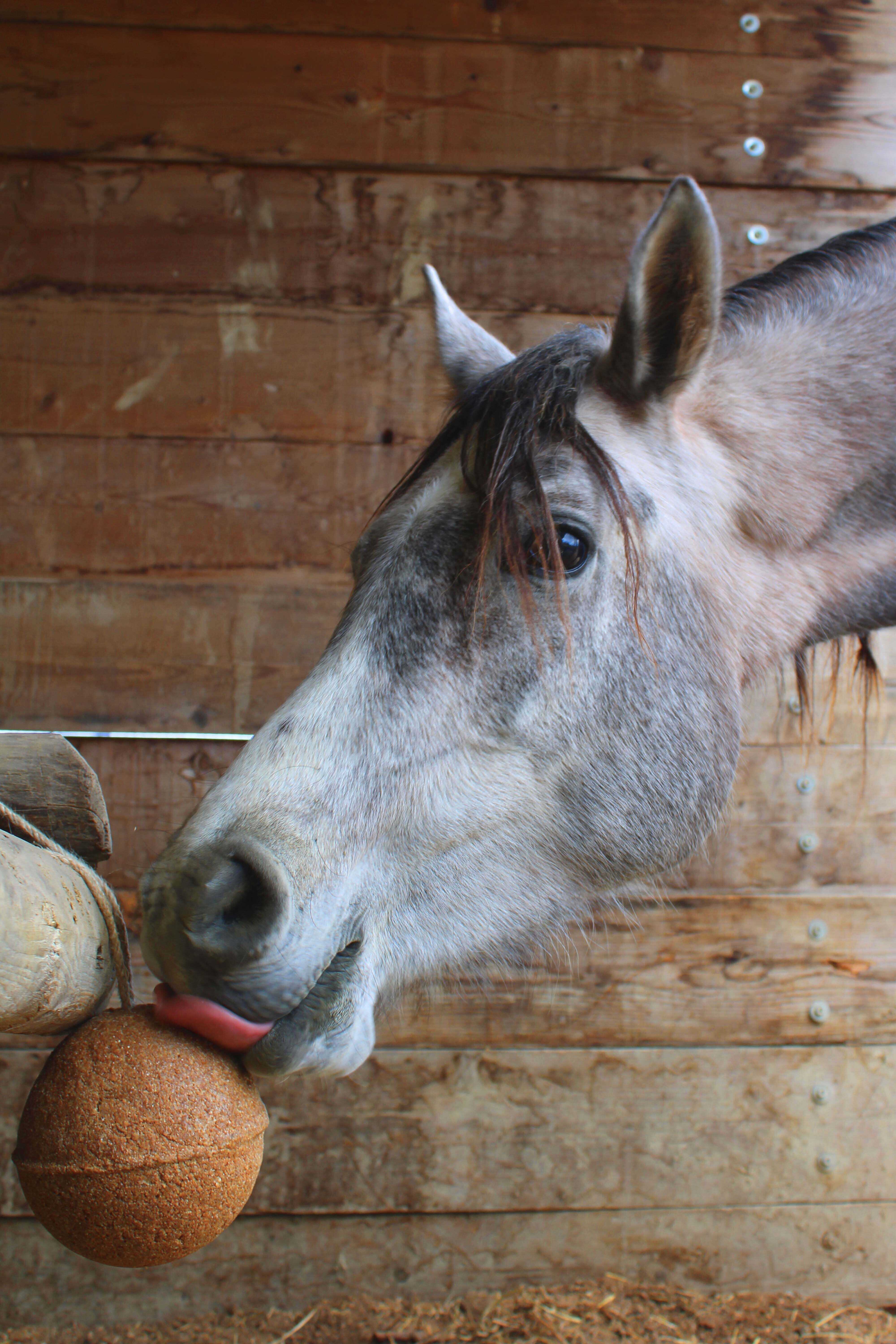 UNIKA Complementary Feed - Endurance