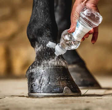 CARR & DAY & MARTIN - Daily Hoof Barrier Cornucrescine - Hoof Oil