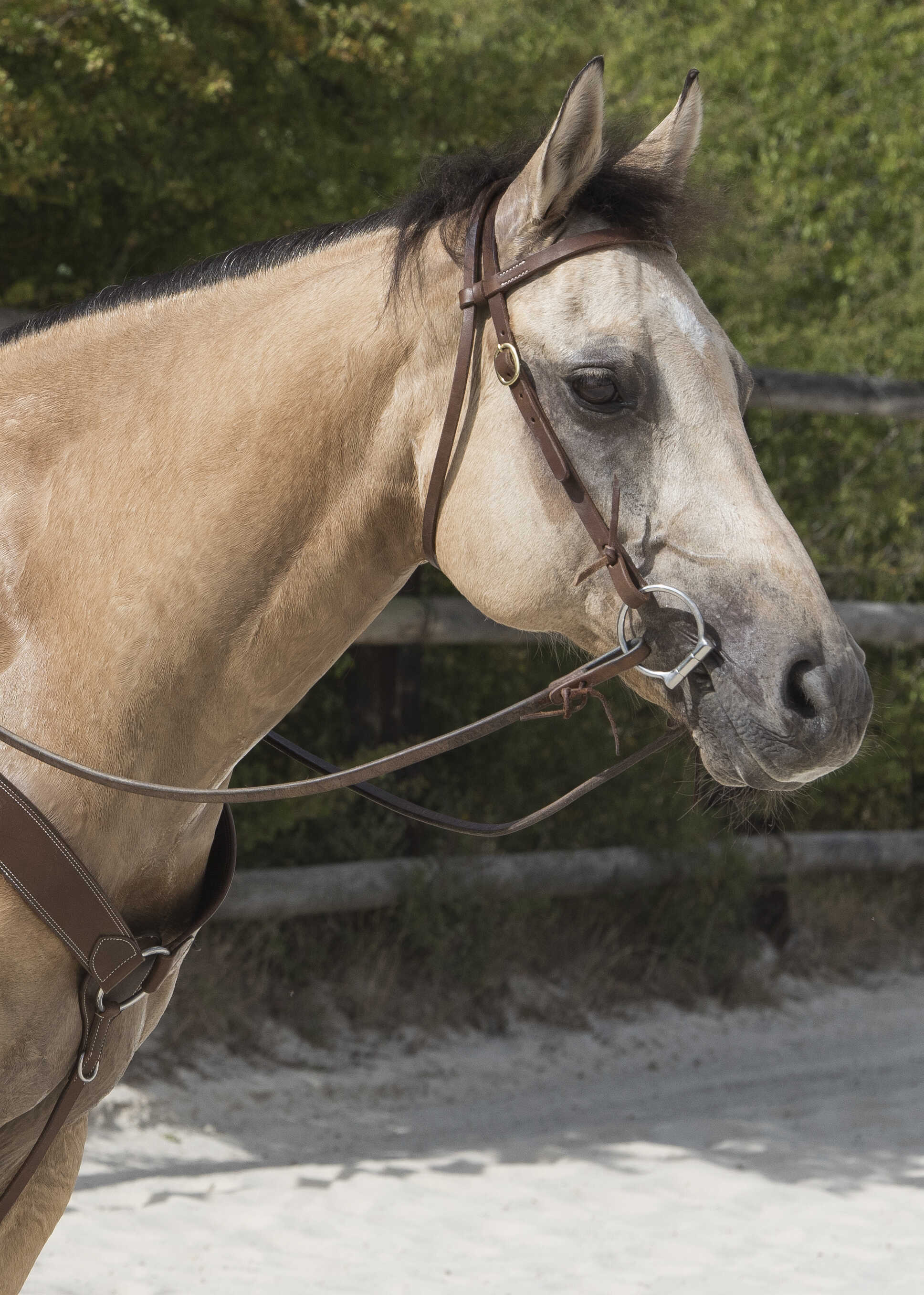 WESTRIDE bridle by Franck Perret - Colorado