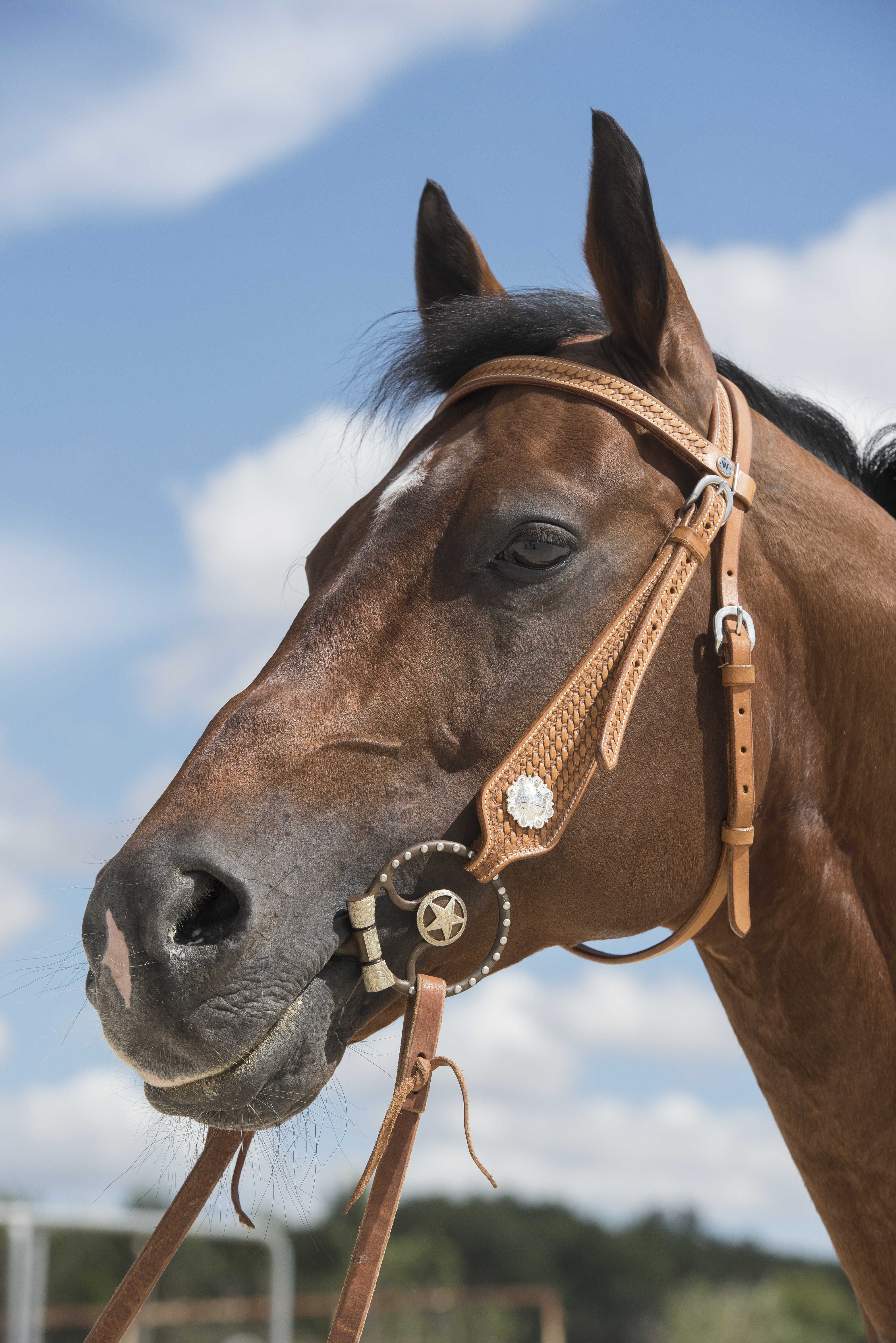 WESTRIDE Bridle by Franck Perret - Aurora