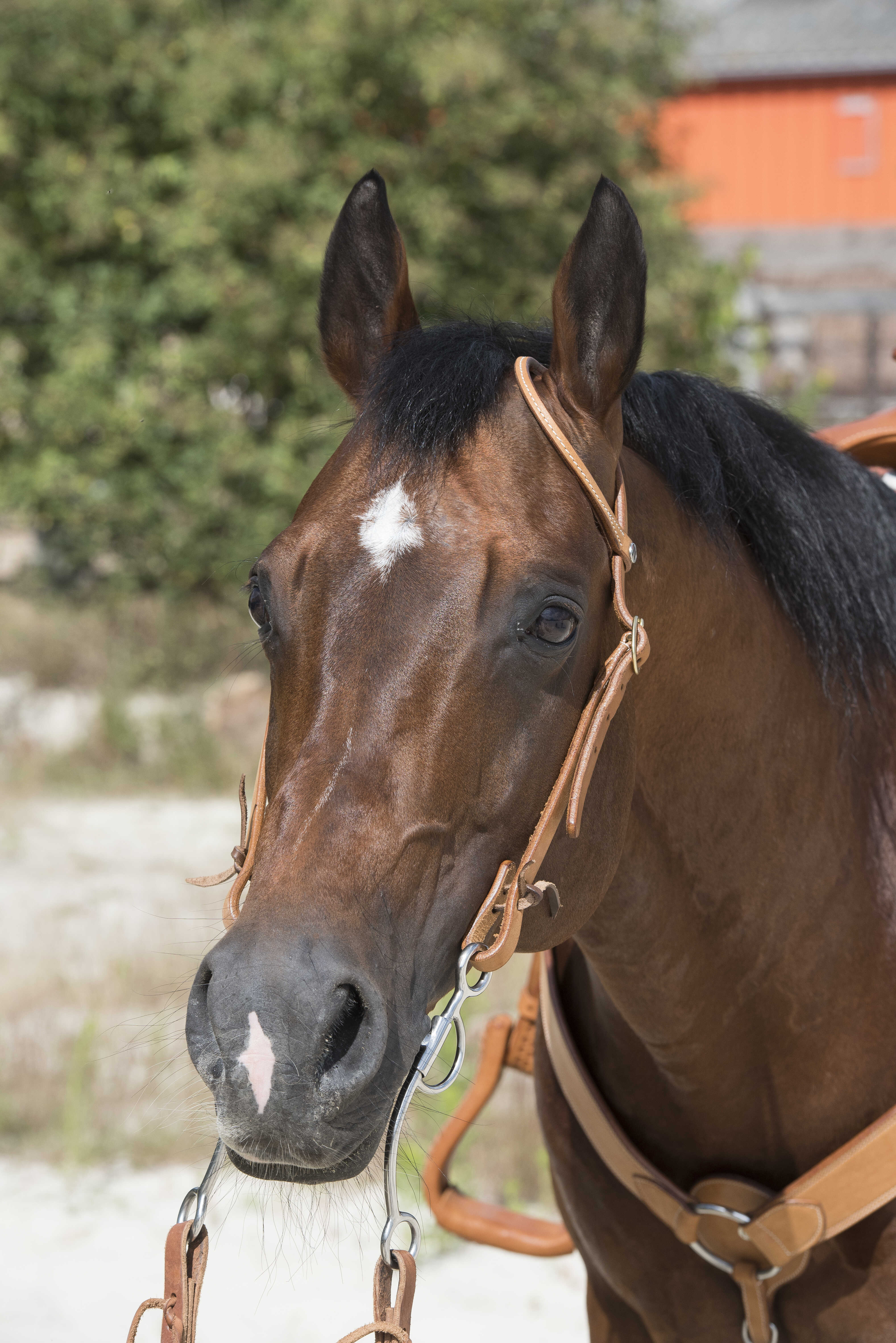 WESTRIDE Bridle by Franck Perret - 1 ear