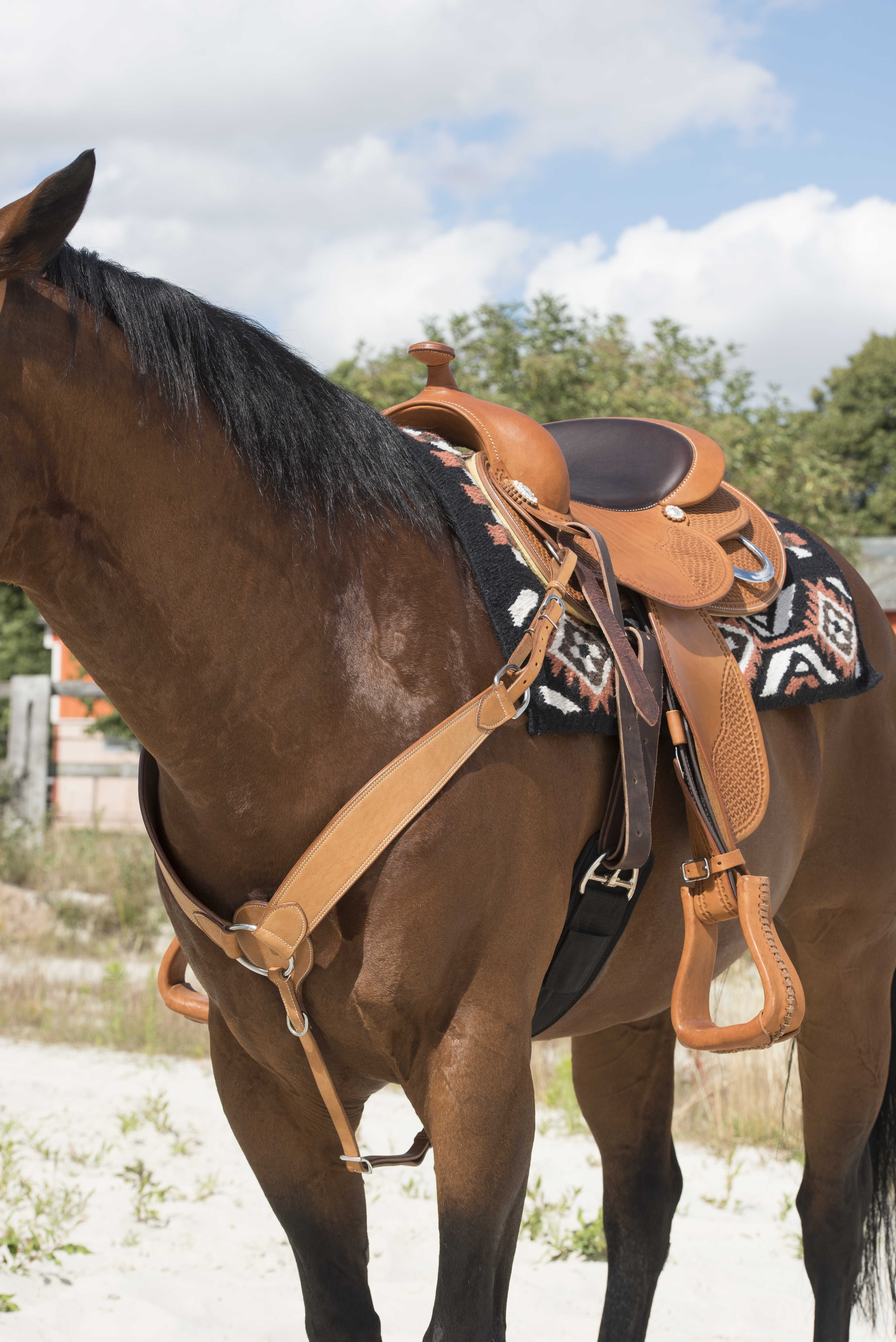 WESTRIDE Hunting collar by Franck Perret - Billy