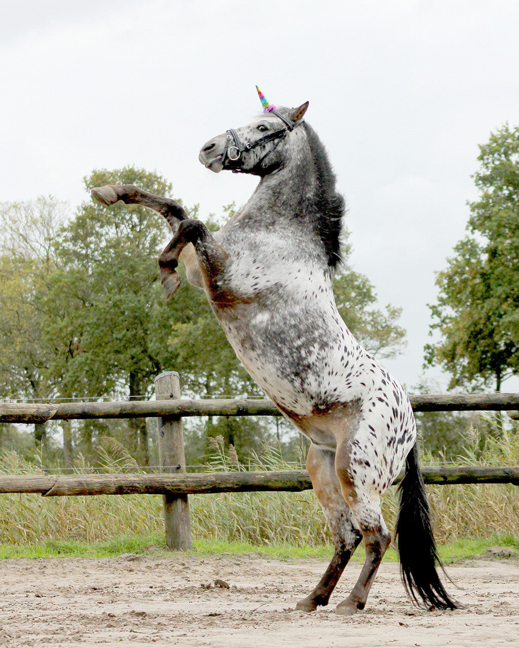 Unicorn horn