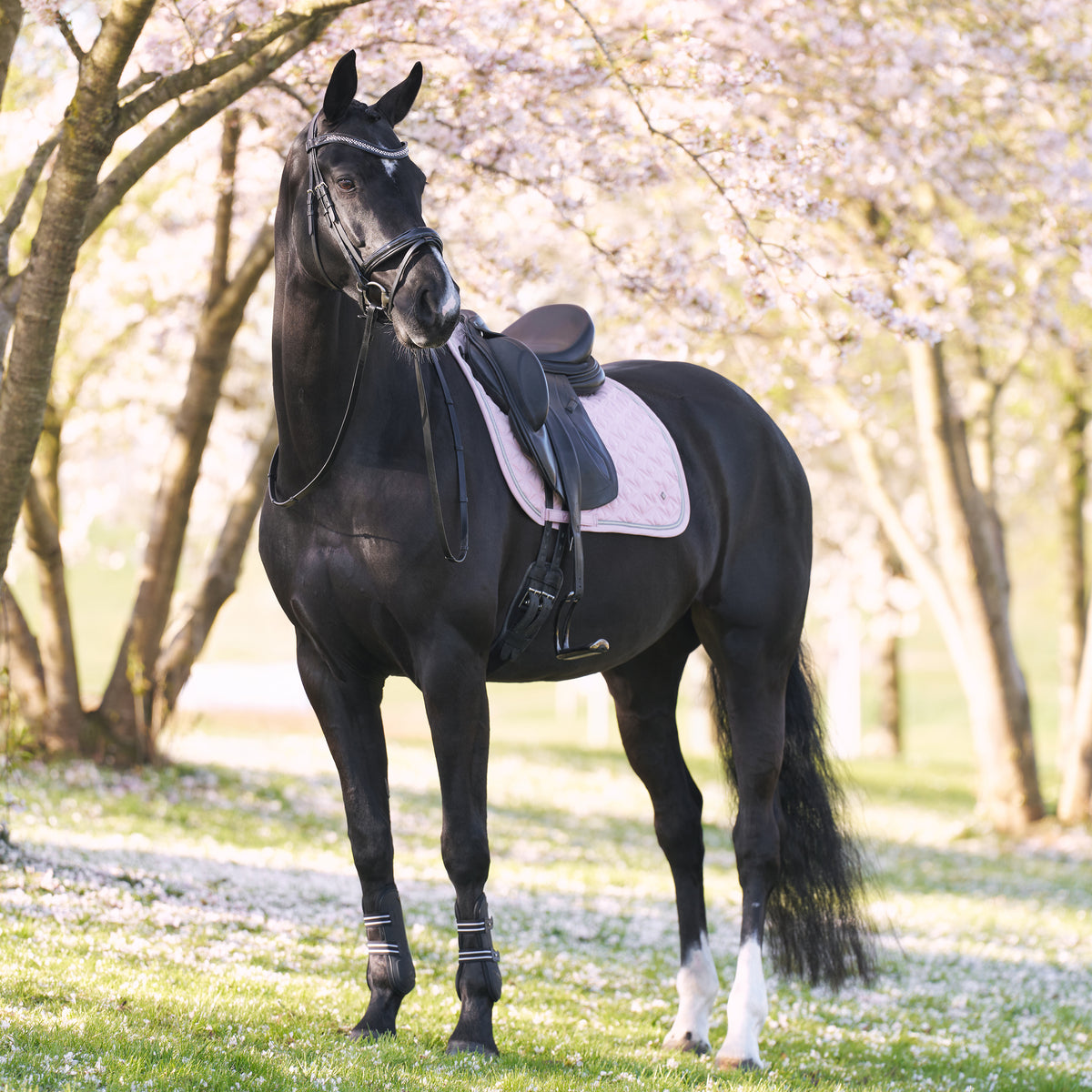 Saddlepad IRHLenny DR