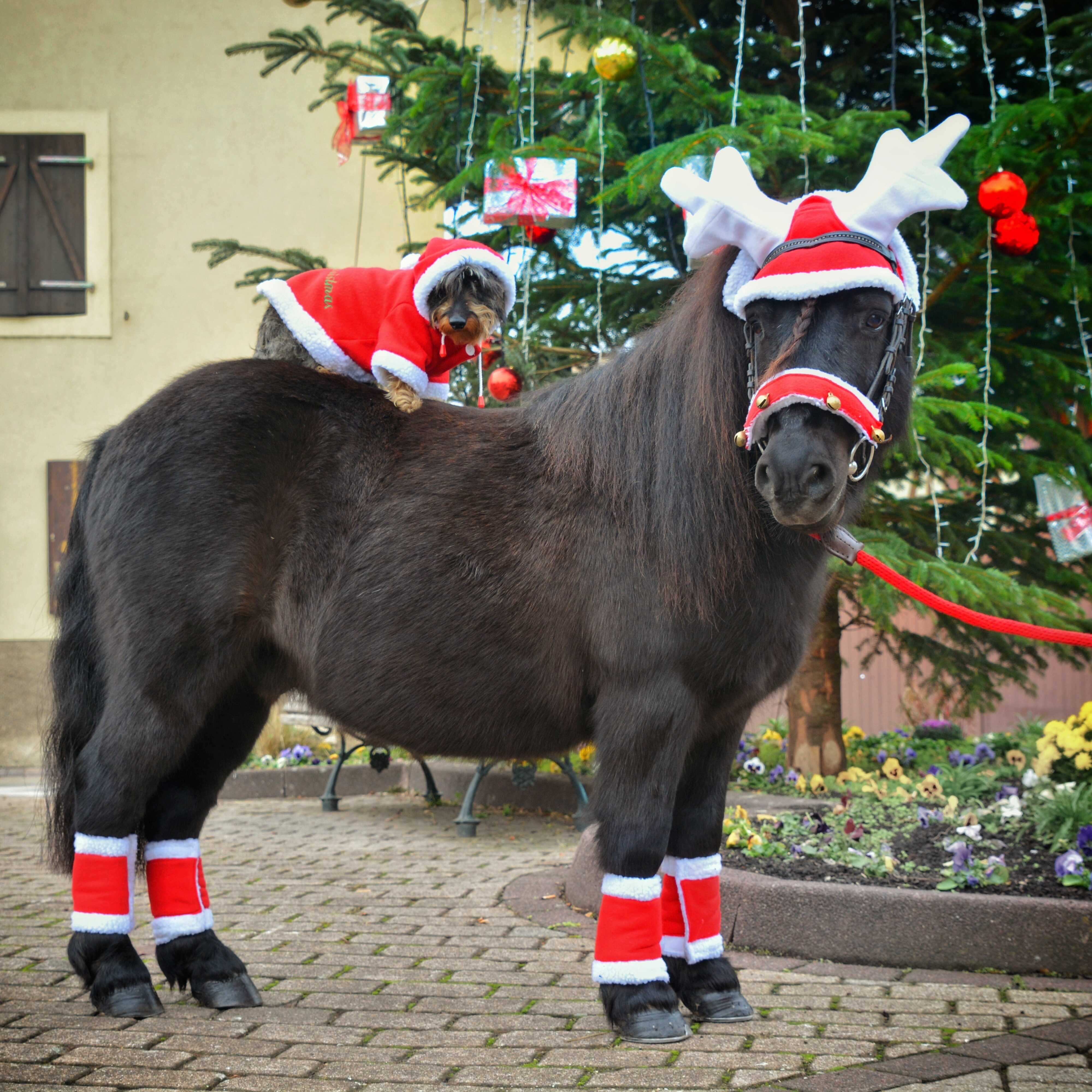 EQUITHÃˆME - Christmas -Fly Mask in the shape of reindeer antlers