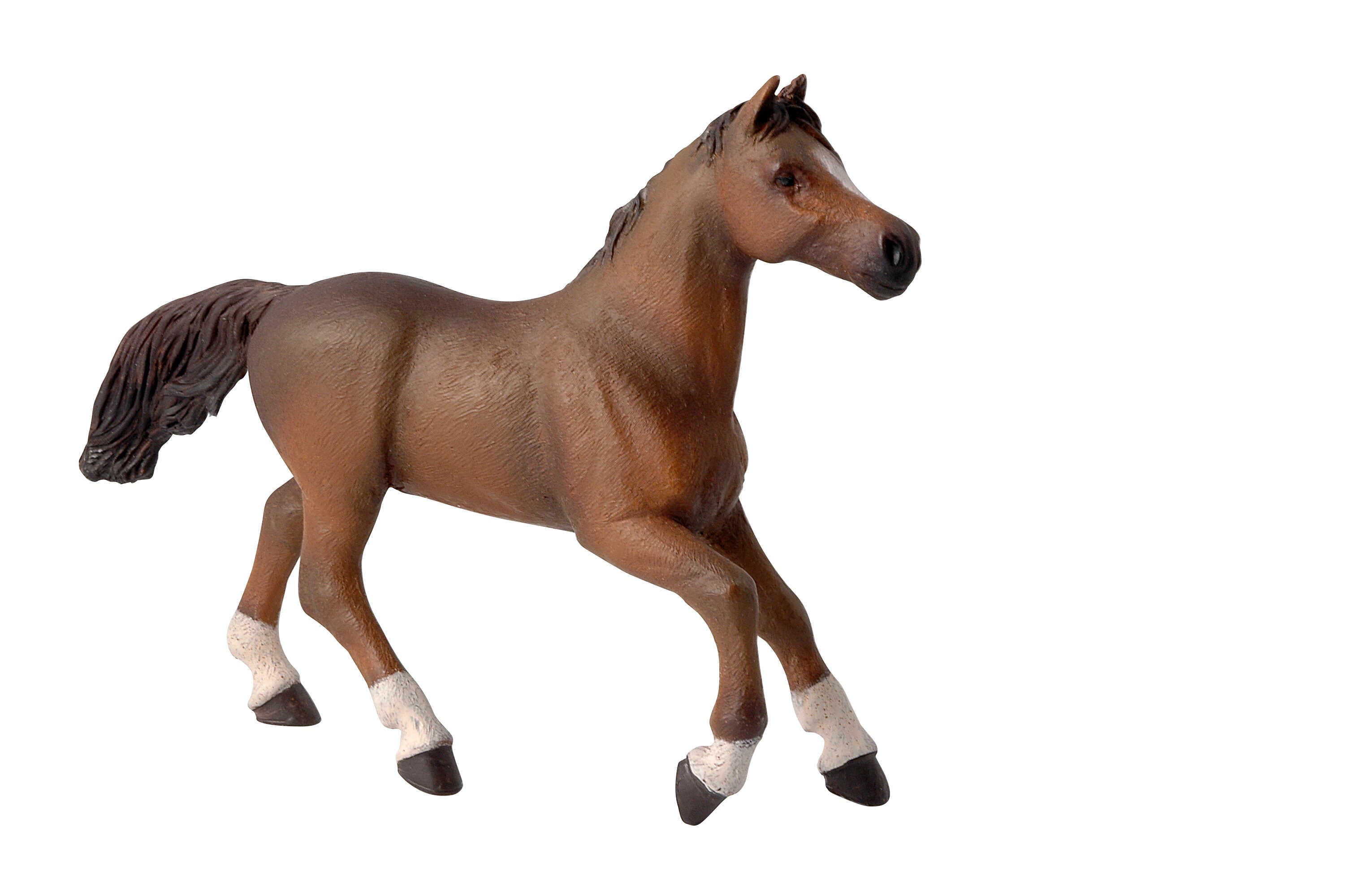PAPO - Anglo-Arab Mare
