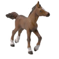 PAPO - Anglo-Arab Foal