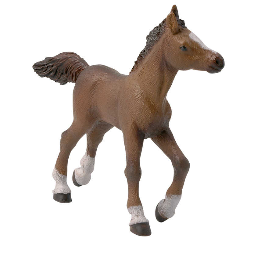 PAPO - Anglo-Arab Foal