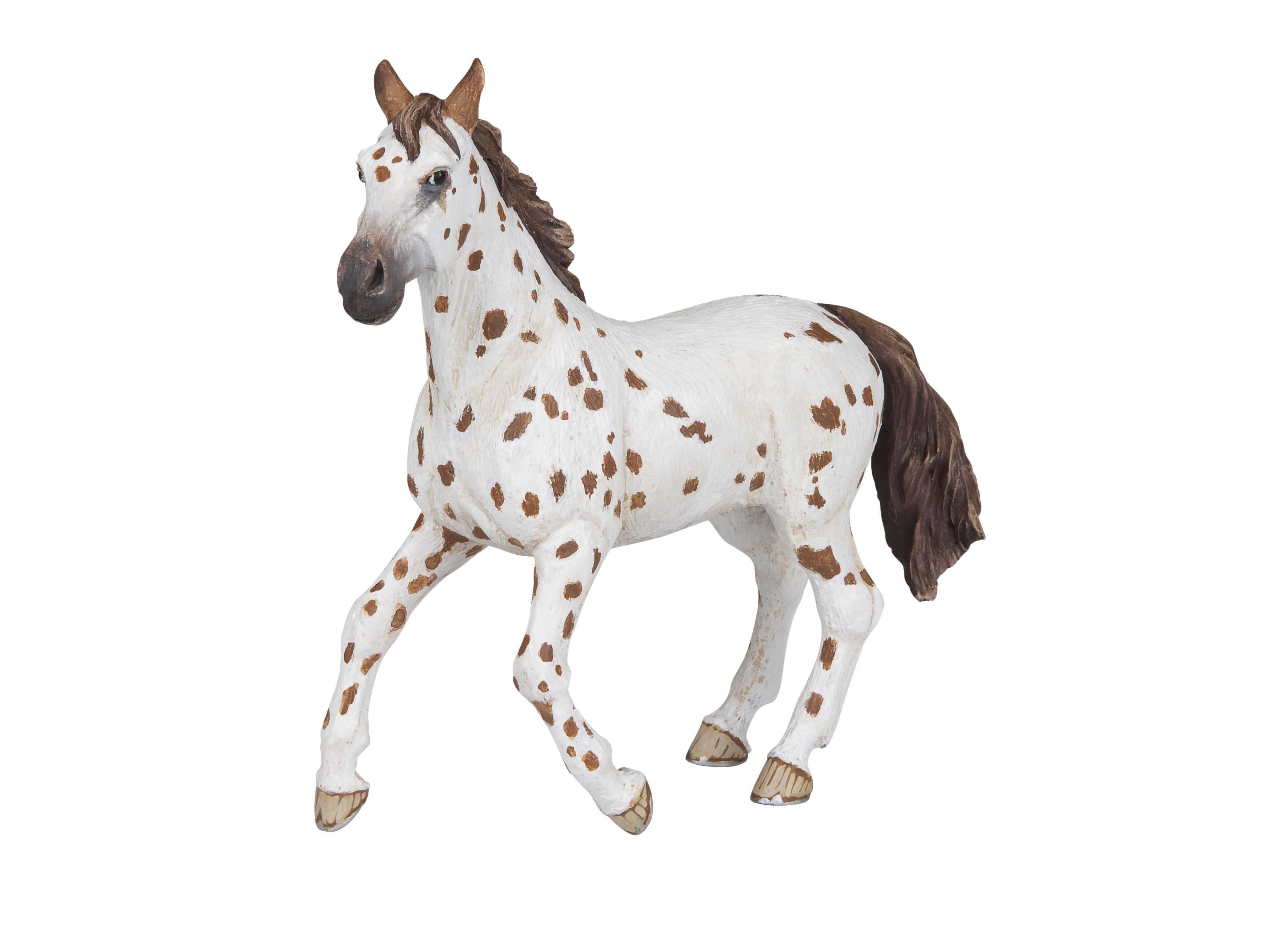 PAPO - Appaloosa Mare
