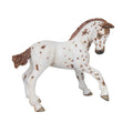 PAPO - Appaloosa Foal