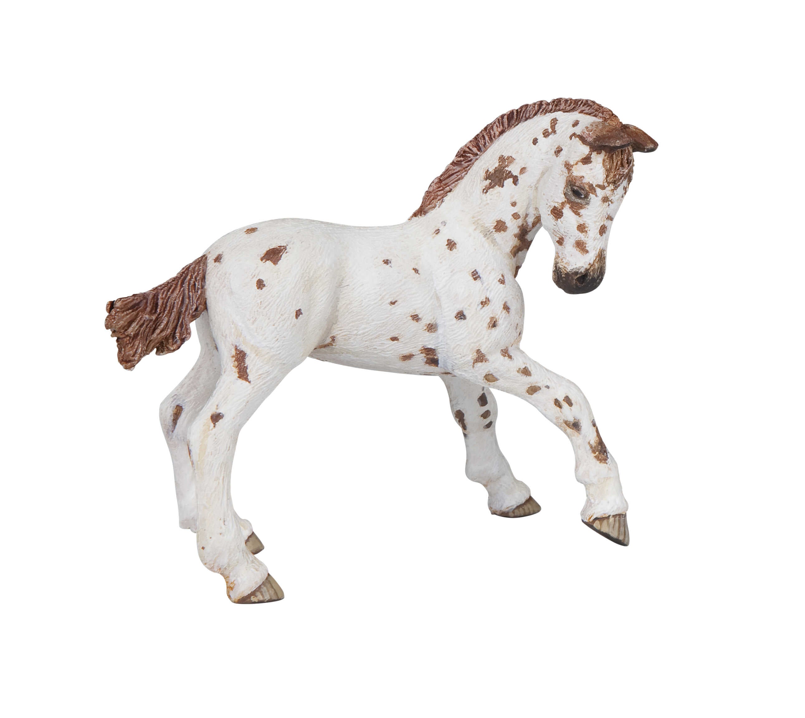 PAPO - Appaloosa Foal