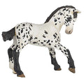 PAPO - Black Appaloosa Foal