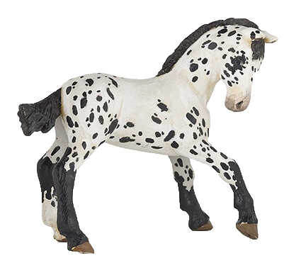 PAPO - Black Appaloosa Foal