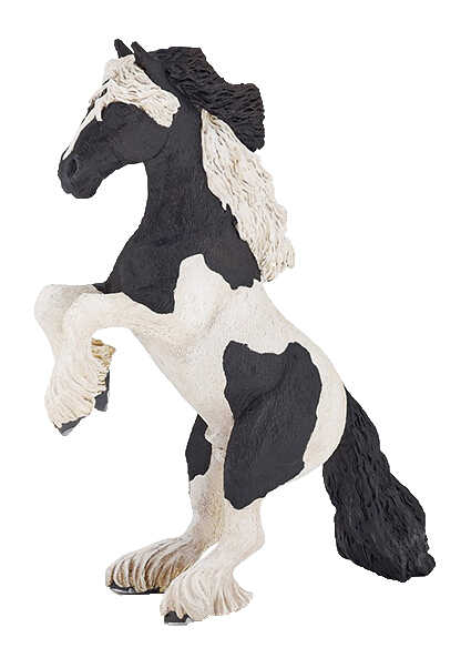 PAPO - Rearing Piebald Cob