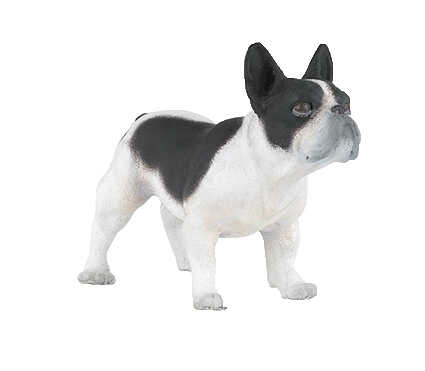 PAPO - Black and white French Bulldog