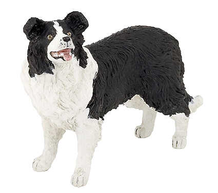PAPO - Border Collie