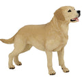 PAPO - Labrador