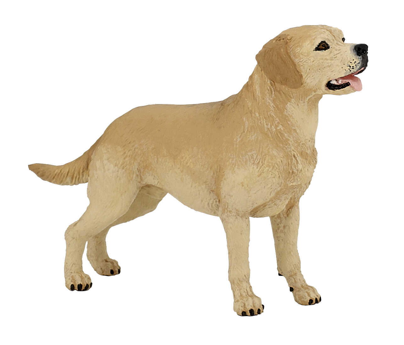 PAPO - Labrador